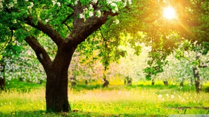 Springtime, sunny, tree, green